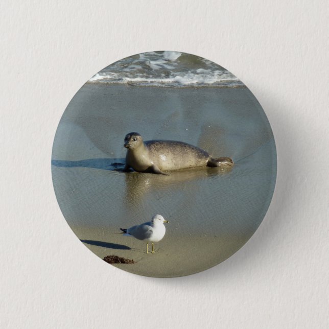 Harbour Seal at La Jolla California 6 Cm Round Badge (Front)