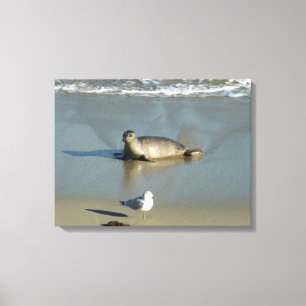 Harbour Seal at La Jolla California Canvas Print