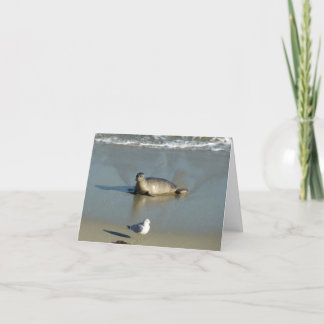 Harbour Seal at La Jolla California Card