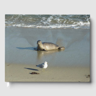 Harbour Seal at La Jolla California Guest Book