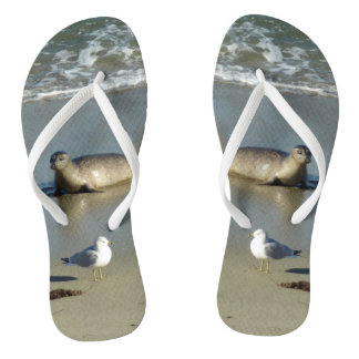 Harbour Seal at La Jolla California Jandals
