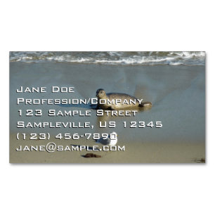Harbour Seal at La Jolla California Magnetic Business Card
