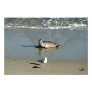 Harbour Seal at La Jolla California Photo Print