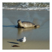 Harbour Seal at La Jolla California