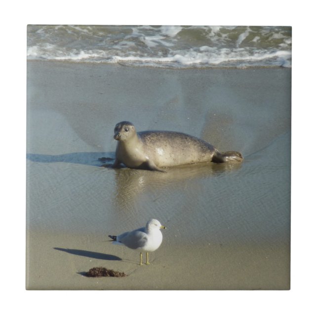 Harbour Seal at La Jolla California Tile (Front)