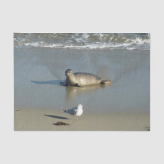 Harbour Seal at La Jolla California Tissue Paper