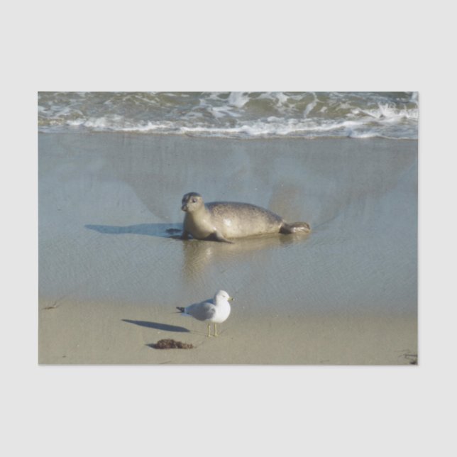 Harbour Seal at La Jolla California Tissue Paper (Front)