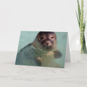 Harbour Seal Greeting Card