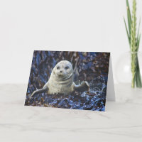 Harbour Seal (Phoca vitulina)