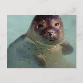 Harbour Seal Postcard