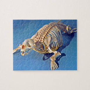 Harbour seal skeleton with a blue background jigsaw puzzle