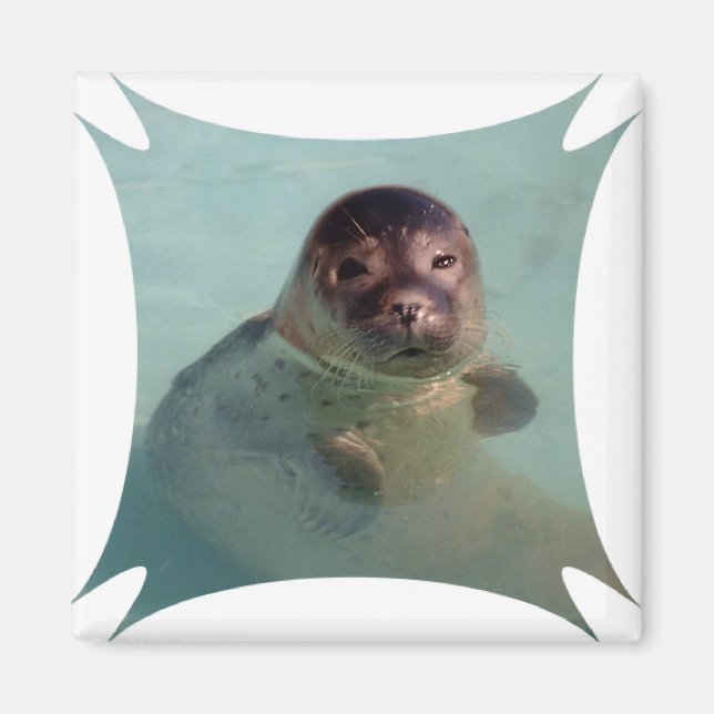 Harbour Seal Square Magnet (Front)