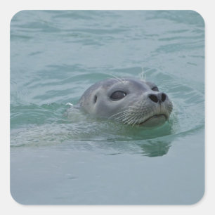 Harbour Seal swimming in Jokulsarlon glacial lake