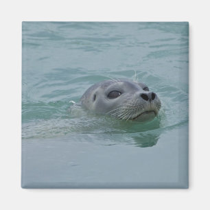 Harbour Seal swimming in Jokulsarlon glacial lake Magnet