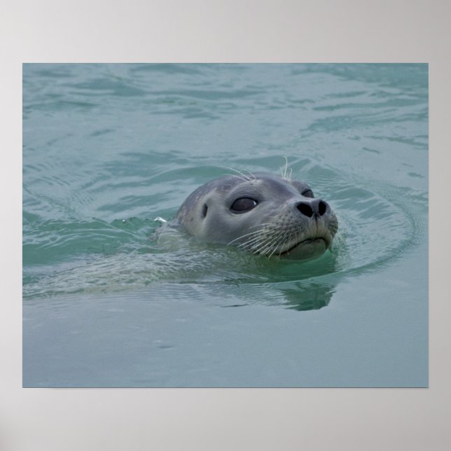 Harbour Seal swimming in Jokulsarlon glacial lake Poster (Front)
