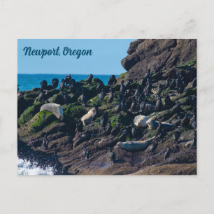 Harbour Seals and Cormorants Sunning at Yaquina  Postcard