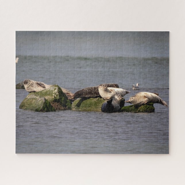 Harbour Seals at Island Beach State Park Jigsaw Puzzle (Horizontal)