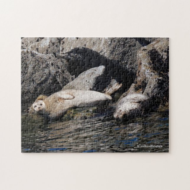 Harbour Seals Basking in the Summer Sun Jigsaw Puzzle (Horizontal)