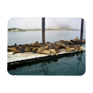 Harbour Seals, Morro Bay, California Magnet