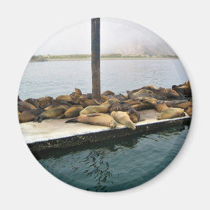 Harbour Seals, Morro Bay, California Magnet