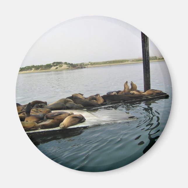Harbour Seals, Morro Bay, California Magnet (Front)