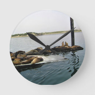 Harbour Seals, Morro Bay, California Round Clock