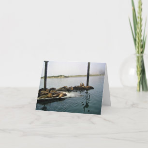Harbour Seals, Morro Bay, California Thank You Card