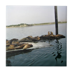 Harbour Seals, Morro Bay, California Tile