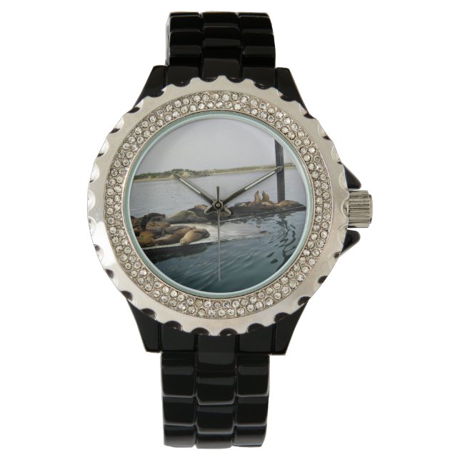 Harbour Seals, Morro Bay, California Watch (Front)