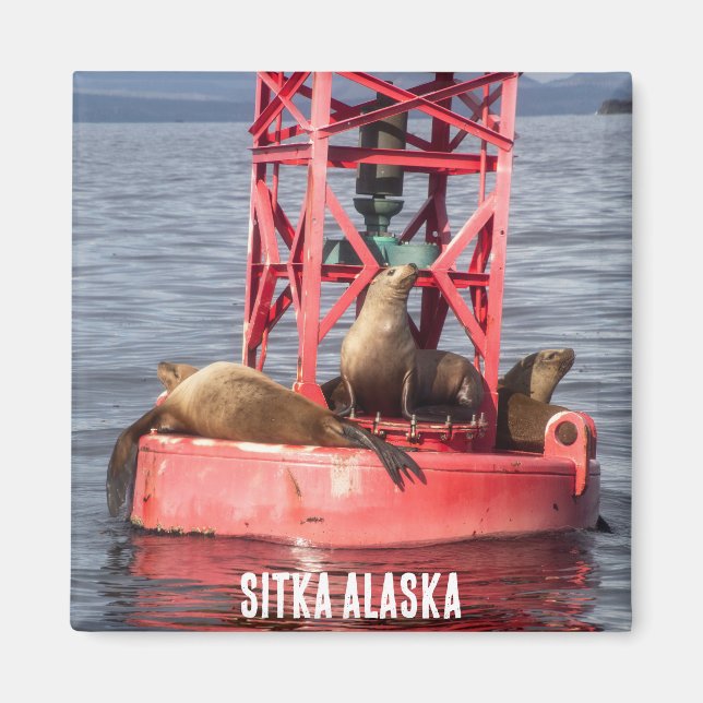 Harbour Seals - Sitka Alaska Magnet (Front)