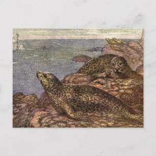 Harbour Seals, Vintage Marine Life Ocean Animals Postcard