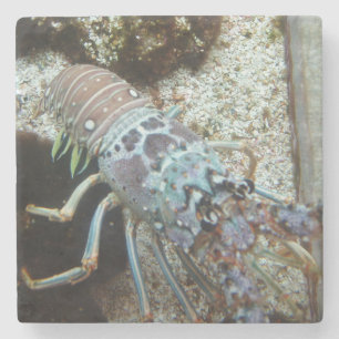 Hard Shelled Stone Coaster