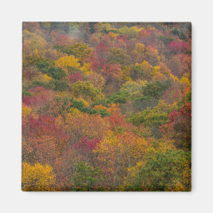 Hardwood Forest in Randolph County, West Virginia Magnet