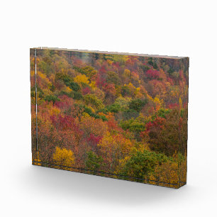 Hardwood Forest in Randolph County, West Virginia Photo Block
