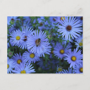 Hardy Blue Aster # 2 Postcard