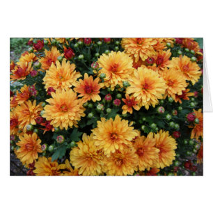 "Hardy Mums"