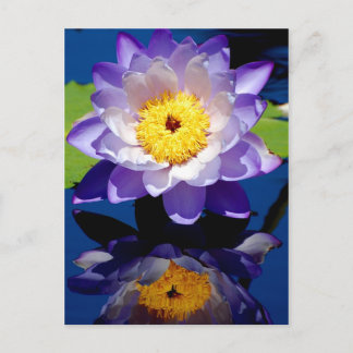 Hardy Waterlily Postcard