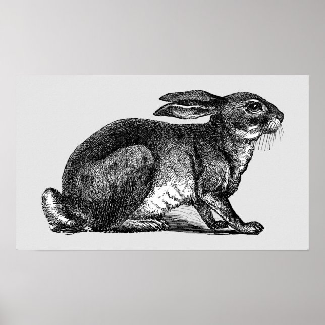 Hare - Archival Print (Front)