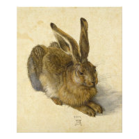 Hare by Albrecht Durer