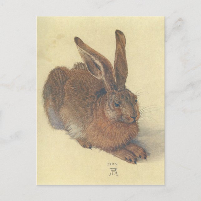 Hare by Albrecht Durer Postcard (Front)