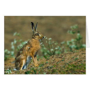 Hare Card