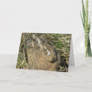 Hare Card