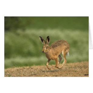 Hare Card