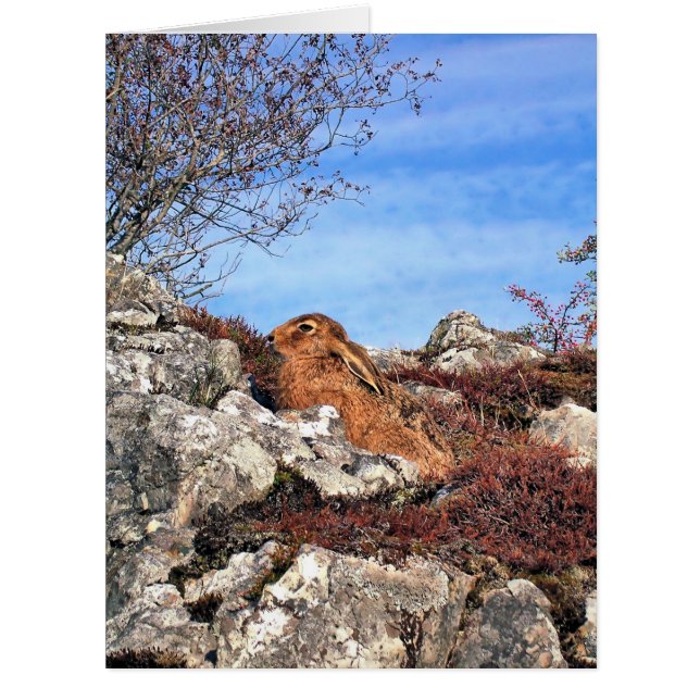 HARE GREETING CARD (Front)