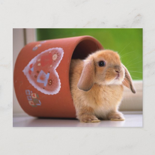 Hare in the Flower pot Postcard (Front)