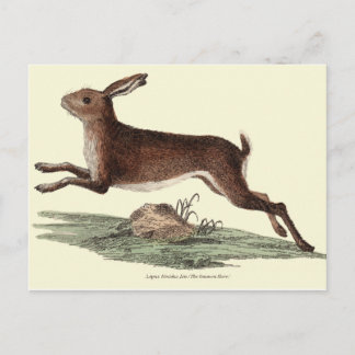 HARE POST CARD