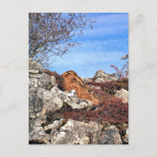 HARE POSTCARD