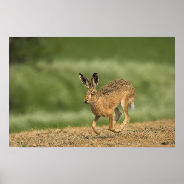 Hare Poster/Print Poster (Front)