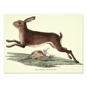 Hare print