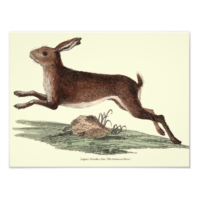 Hare print (Front)